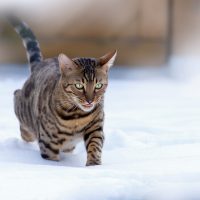 Кот идёт по снегу