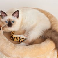 Маленький кот бирманской породы сидит в подстилке