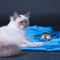Бирманская кошка лежит возле синей подстилки