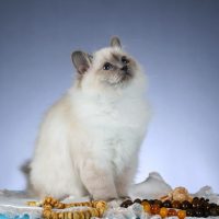 Красивая пушистая кошка смотрит вверх