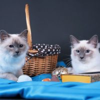 Два красивых кота лежат на синем покрывале
