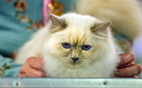 Бирманская кошка с голубыми глазами
