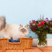 Красивая бирманская кошка в корзине