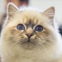 Котенок бирманской породы
