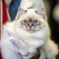 Бирманская кошка с голубымиглазами