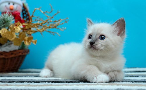 Котенок бирманской породы