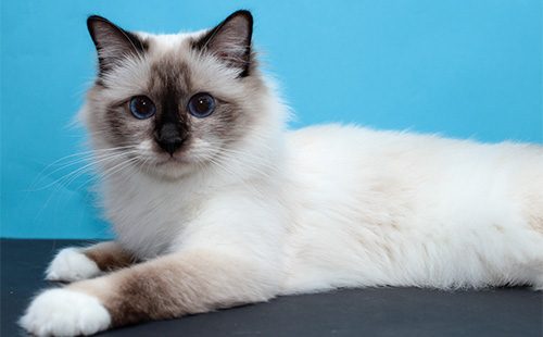 Бирманская кошка лежит