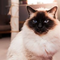 Кошка Бирма сидит