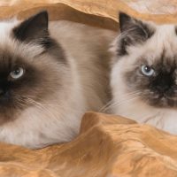 Два бирманских кота
