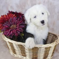 Щенок в корзине с красными цветами
