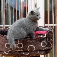 Котёнок британской короткошерстной
