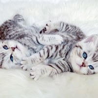 Два британских котёнка