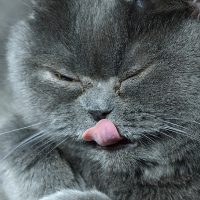 Кот высунул язычок