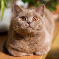 Лиловый британский кот
