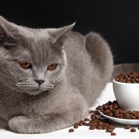 Породистый кот и зёрна кофе