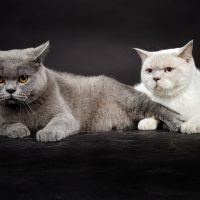 Две кошки на чёрном фоне