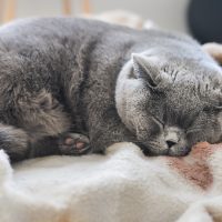 Спящий британский кот