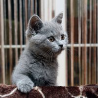 Серый котёнок навострил ушки