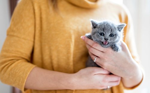Женщина держит котёнка