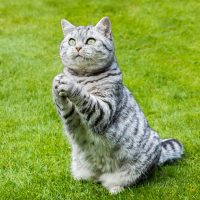 Кот в позе просителя