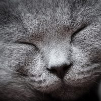 Упитанная морда спящего кота