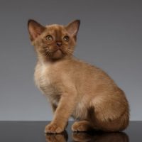 Котенок бурманской породы
