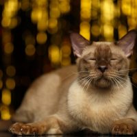 Красивый бурмански кот лежит с закрытыми глазами