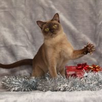 Коричневый кот с поднятой лапой