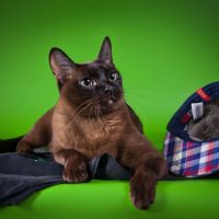 Кот бурманской породы на зеленом фоне