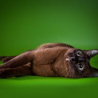 Кот Бурма лежит на боку