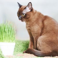 Американская бурманская кошка сидит возле горшка с травой