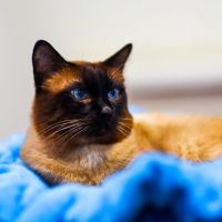 Симпатичная бурманская кошка лежит на синем покрывале
