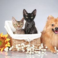 Кошки в корзинке и немецкий шпиц