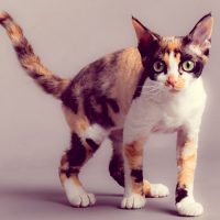 Трёхцветная кошечка