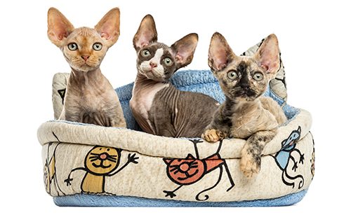 Котятки в корзине на белом фоне