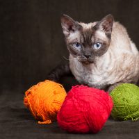Кот и разноцветные клубки ниток