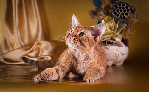 Кошка в деревенском интерьере