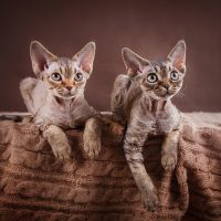 Два породистых котёнка