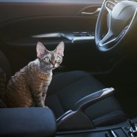 Котёнок в автомобиле