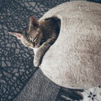 Кошка спит в круглом войлочном домике
