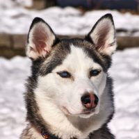 Сибирский хаски сидит на заснеженной улице