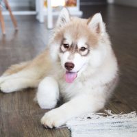 Красивый щенок сибирского хаски
