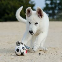 Белый щенок играет мячиком