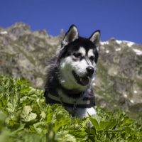 Хаски лежит в горах