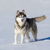 Взрослый хаски гуляет по снегу