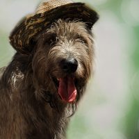 Пёс в шляпе