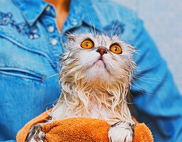 Как мыть кота: способы мягкого проведения водной «экзекуции»