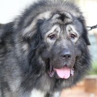 Огромный пёс крупным планом