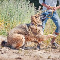Человек играет с большой собакой