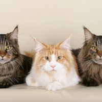 Три строгих кота